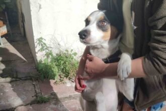 Projeto que garante o aacolhimento dos animais deve ser analisado na volta do recesso parlamentar