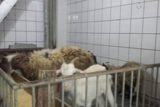 Sacrifício de animais em rituais pode virar crime