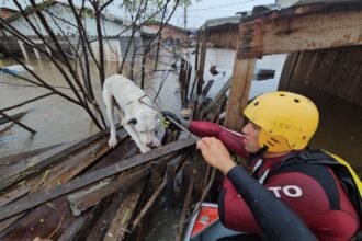 Os heróis da bicharada