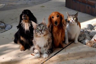 Só falta poderem votar