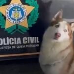 Vem logo me buscar! Husky com sinais de maus-tratos resgatado pela polícia tenta encontrar verdadeiro dono