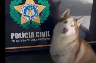 Vem logo me buscar! Husky com sinais de maus-tratos resgatado pela polícia tenta encontrar verdadeiro dono