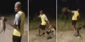 Até quando? Covardia contra filhote de vira-lata gera revolta na internet. Veja o vídeo
