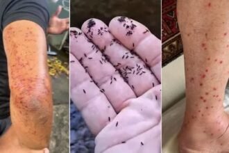 O fim da picada: prefeitura culpa ocupação do solo que ela não fiscaliza por infestação de borrachudos