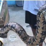 Prefeitura de Maricá intensifica resgate de animais silvestres em áreas urbanas
