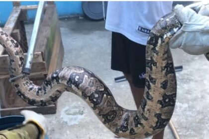 Prefeitura de Maricá intensifica resgate de animais silvestres em áreas urbanas