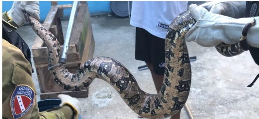 Prefeitura de Maricá intensifica resgate de animais silvestres em áreas urbanas