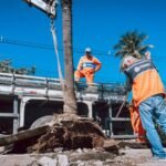 Prefeitura transfere árvores da Avenida 22 de Maio para o Horto Municipal