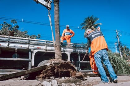 Prefeitura transfere árvores da Avenida 22 de Maio para o Horto Municipal
