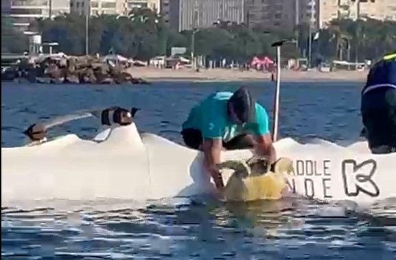 Sufoco no mar! Tartaruga marinha que se afogava 'pede socorro' a remadores no Flamengo. Veja o vídeo