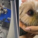 Terror no pet shop! Tosador é flagrado espancando cadelas e segue em liberdade
