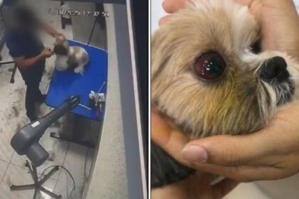 Terror no pet shop! Tosador é flagrado espancando cadelas e segue em liberdade