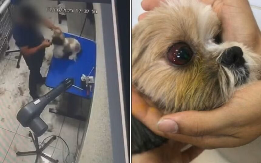 Terror no pet shop! Tosador é flagrado espancando cadelas e segue em liberdade