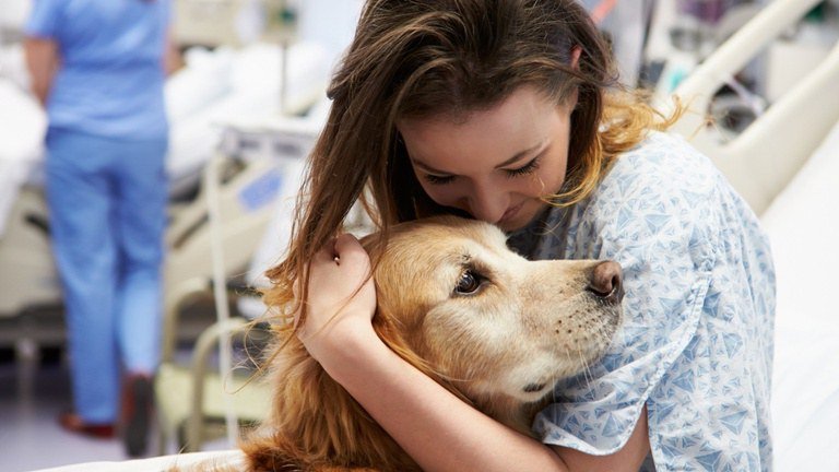 Rio de Janeiro avança com lei que amplia direitos de pessoas com deficiência e seus cães assistenciais