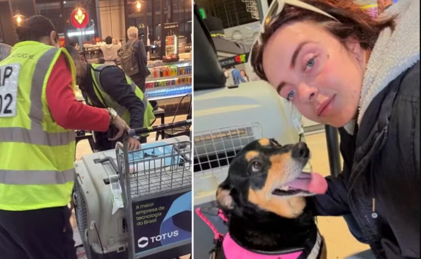 Cadelinha sumiu! Tutora se desespera no aeroporto ao receber caixa de transporte vazia após viagem