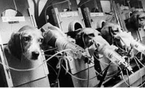 Basta de sofrimento! Câmara aprova fim dos testes em animais para cosméticos