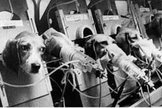 Basta de sofrimento! Câmara aprova fim dos testes em animais para cosméticos