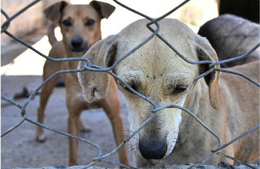 Maus tratos: agressores de animais terão que pagar por resgate e tratamento