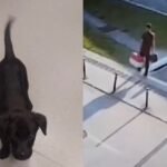 Porta giratória: homem preso por abandonar cão em aeroporto é solto durante audiência de custódia