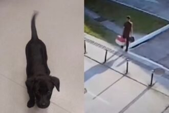 Porta giratória: homem preso por abandonar cão em aeroporto é solto durante audiência de custódia