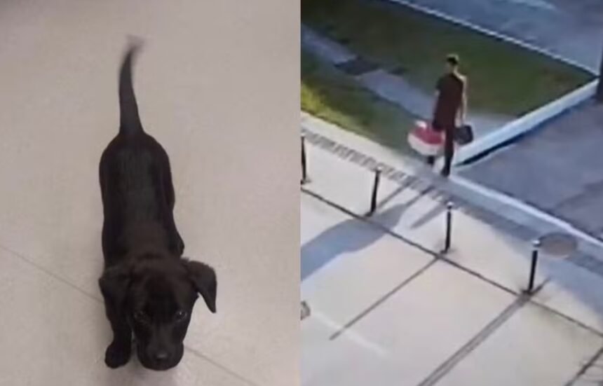 Porta giratória: homem preso por abandonar cão em aeroporto é solto durante audiência de custódia