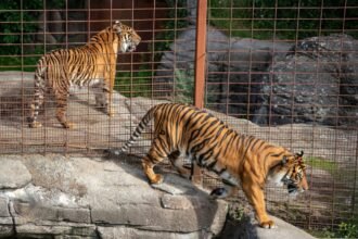 Pets viram refeição: Zoológico na Dinamarca pede animais de estimação para alimentar predadores - e crueldade choca o mundo!