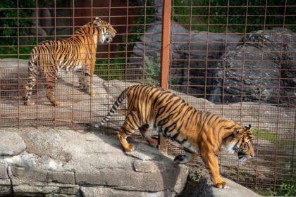 Pets viram refeição: Zoológico na Dinamarca pede animais de estimação para alimentar predadores - e crueldade choca o mundo!