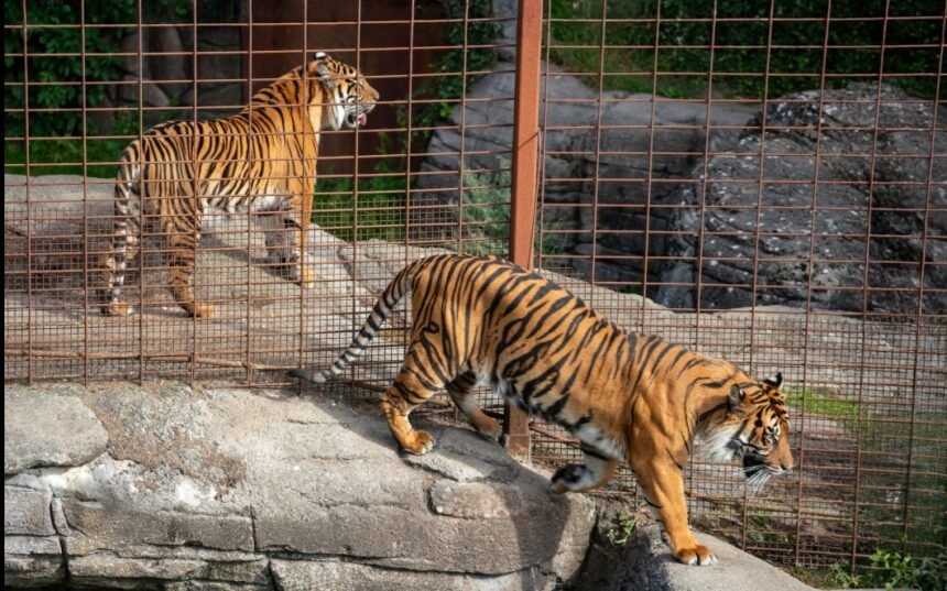Pets viram refeição: Zoológico na Dinamarca pede animais de estimação para alimentar predadores - e crueldade choca o mundo!