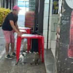 Castramóvel Urgente! Gatos transformam o CADEG, mas precisam de cuidados