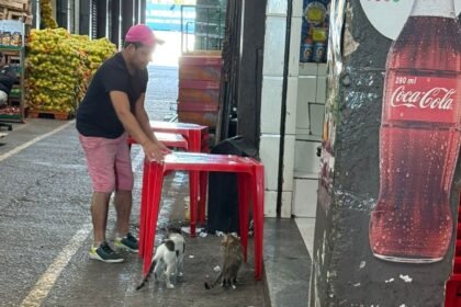 Castramóvel Urgente! Gatos transformam o CADEG, mas precisam de cuidados