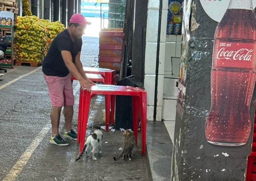 Castramóvel Urgente! Gatos transformam o CADEG, mas precisam de cuidados