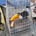 Megaoperação revela ligação do tráfico de animais com facções e o tráfico de armas