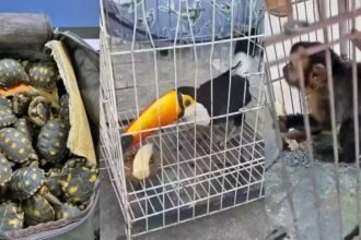 Megaoperação revela ligação do tráfico de animais com facções e o tráfico de armas