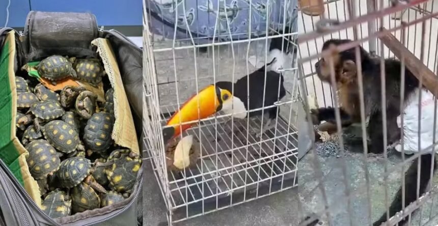 Megaoperação revela ligação do tráfico de animais com facções e o tráfico de armas