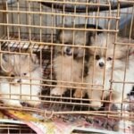 Horror na Zona Norte: Alerj resgata 47 cães vítimas de maus-tratos em canil clandestino