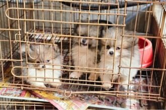 Horror na Zona Norte: Alerj resgata 47 cães vítimas de maus-tratos em canil clandestino