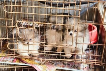 Horror na Zona Norte: Alerj resgata 47 cães vítimas de maus-tratos em canil clandestino