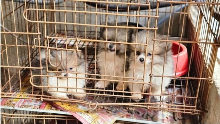 Horror na Zona Norte: Alerj resgata 47 cães vítimas de maus-tratos em canil clandestino