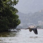 Governo do Rio transforma Lagoa da Tijuca com maior projeto ambiental da América Latina