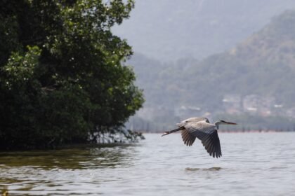 Governo do Rio transforma Lagoa da Tijuca com maior projeto ambiental da América Latina