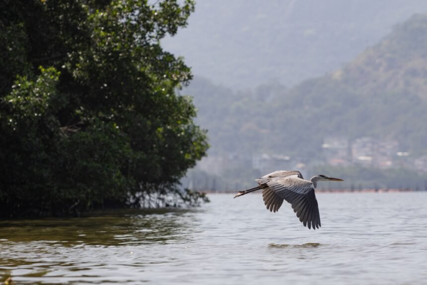 Governo do Rio transforma Lagoa da Tijuca com maior projeto ambiental da América Latina