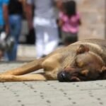 Rio pode ganhar bebedouros públicos para animais: projeto avança na Alerj