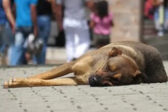 Rio pode ganhar bebedouros públicos para animais: projeto avança na Alerj