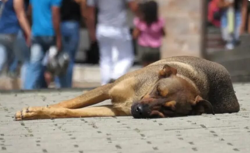 Rio pode ganhar bebedouros públicos para animais: projeto avança na Alerj