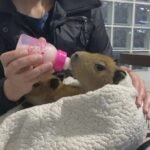 Órfãos na pista: filhotes de capivara perdem a família em atropelamento na Dutra