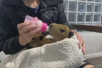 Órfãos na pista: filhotes de capivara perdem a família em atropelamento na Dutra