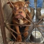 Alerj lidera operação que resgata 50 animais em condições desumanas em canil clandestino no Rio