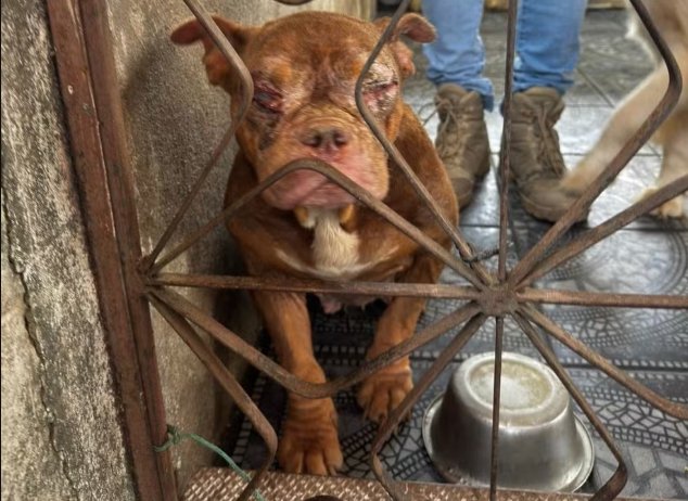 Alerj lidera operação que resgata 50 animais em condições desumanas em canil clandestino no Rio