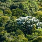 Estado do Rio lança megaprograma de reflorestamento com meta de 1,5 milhão de mudas até 2027