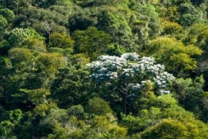 Estado do Rio lança megaprograma de reflorestamento com meta de 1,5 milhão de mudas até 2027